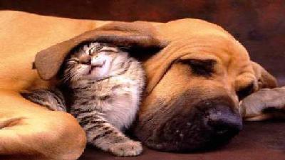 kitten under dog's ear